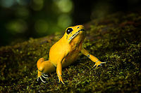 Golden Poison Dart Frog (yellow) on moss, Timbiqu&iacute;, Colombia Here's the second individual of Golden Poison Dart Frog that we extensively photographed in Timbiqu&iacute;. Whereas the first individual is a mint morph, this one is more yellow. This individual was also larger and even bolder than the other. <br />
https://www.jungledragon.com/image/146683/golden_poison_dart_frog_yellow_timbiqu_colombia.html<br />
https://www.jungledragon.com/image/146682/golden_poison_dart_frog_yellow_on_bark_timbiqu_colombia.html<br />
https://www.jungledragon.com/image/146680/golden_poison_dart_frog_yellow_on_fungus_timbiqu_colombia.html<br />
https://www.jungledragon.com/image/146679/golden_poison_dart_frog_yellow_head_closeup_timbiqu_colombia.html<br />
Mint morph:<br />
<br />
https://www.jungledragon.com/image/146666/golden_poison_dart_frog_mint_on_log_side_view_timbiqu_colombia.html Cauca,Colombia,Colombia 2022,Geotagged,Golden Poison Dart Frog,Phyllobates terribilis,South America,Summer,Timbiqu&iacute;,World