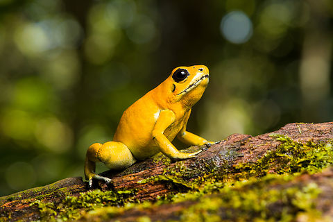 Golden Poison Dart Frog (yellow) on bark, Timbiquí, Colombia Here's the second individual of Golden Poison Dart Frog that we extensively photographed in Timbiquí. Whereas the first individual is a mint morph, this one is more yellow. This individual was also larger and even bolder than the other. 
https://www.jungledragon.com/image/146683/golden_poison_dart_frog_yellow_timbiqu_colombia.html
https://www.jungledragon.com/image/146681/golden_poison_dart_frog_yellow_on_moss_timbiqu_colombia.html
https://www.jungledragon.com/image/146680/golden_poison_dart_frog_yellow_on_fungus_timbiqu_colombia.html
https://www.jungledragon.com/image/146679/golden_poison_dart_frog_yellow_head_closeup_timbiqu_colombia.html
Mint morph:

https://www.jungledragon.com/image/146666/golden_poison_dart_frog_mint_on_log_side_view_timbiqu_colombia.html Cauca,Colombia,Colombia 2022,Geotagged,Golden Poison Dart Frog,Phyllobates terribilis,South America,Summer,Timbiquí,World