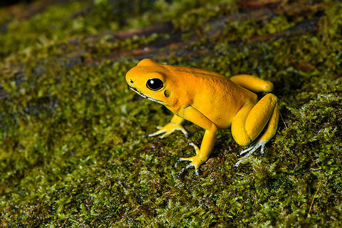 Golden Poison Dart Frog (yellow), Timbiquí, Colombia Here's the second individual of Golden Poison Dart Frog that we extensively photographed in Timbiquí. Whereas the first individual is a mint morph, this one is more yellow. This individual was also larger and even bolder than the other. 
https://www.jungledragon.com/image/146682/golden_poison_dart_frog_yellow_on_bark_timbiqu_colombia.html
https://www.jungledragon.com/image/146681/golden_poison_dart_frog_yellow_on_moss_timbiqu_colombia.html
https://www.jungledragon.com/image/146680/golden_poison_dart_frog_yellow_on_fungus_timbiqu_colombia.html
https://www.jungledragon.com/image/146679/golden_poison_dart_frog_yellow_head_closeup_timbiqu_colombia.html
Mint morph:

https://www.jungledragon.com/image/146666/golden_poison_dart_frog_mint_on_log_side_view_timbiqu_colombia.html Cauca,Colombia,Colombia 2022,Geotagged,Golden Poison Dart Frog,Phyllobates terribilis,South America,Summer,Timbiquí,World