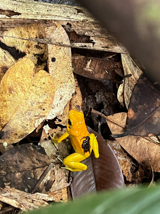 Golden Poison Dart Frog with tadpoles, Timbiquí, Colombia Here&#039;s the 3rd individual of Golden Poison Dart Frog we found in Timbiqu&iacute;. This one was carrying tadpoles so we didn&#039;t want to bother it and just took a quick snap with the smartphone. The other two individuals were extensively photographed:<br />
<br />
Mint morph:<br />
<figure class="photo"><a href="https://www.jungledragon.com/image/146662/golden_poison_dart_frog_mint_on_log_full_body_timbiqu_colombia.html" title="Golden Poison Dart Frog (mint) on log, full body, Timbiqu&iacute;, Colombia"><img src="https://s3.amazonaws.com/media.jungledragon.com/images/2/146662_thumb.jpg?AWSAccessKeyId=05GMT0V3GWVNE7GGM1R2&Expires=1759968010&Signature=75FvR8xqDCYSIqF1qxhGTo8Rla4%3D" width="200" height="130" alt="Golden Poison Dart Frog (mint) on log, full body, Timbiqu&iacute;, Colombia There it is, the Timbiqu&iacute; target and climax of our herping tour. The CEO of poison frogs. <br />
<br />
This is the most poisoneous of frogs and likely the most poisonenous animal on the planet. A wild specimen such as this one on average carries 1 milligram of poison, which is enough to kill 10-20 people or 2 African elephants.<br />
<br />
It is much larger than other poison frogs and also much more confident. It doesn&#039;t seem to make much effort at all to hide or escape, because why would it. A fitting movie quote:<br />
<br />
&quot;Paulie might have moved slow, but it was only because Paulie didn&rsquo;t have to move for anybody.&quot;<br />
<br />
Further, they are expert predators (near 100% hite rate on their tongue strikes), socially advanced, dedicated parents and highly intelligent.<br />
<br />
We found 3 individuals where 2 were extensively photographed, a mint morph (this one) and a yellow morph. I&#039;ll be sharing a large amount of shots because it&#039;s an epic species that is rarely photographed in the wild. Plus, the 7 million mosquito bites we suffered through had to have some use.<br />
https://www.jungledragon.com/image/146663/golden_poison_dart_frog_mint_frontal_head_closeup_timbiqu_colombia.html<br />
https://www.jungledragon.com/image/146661/golden_poison_dart_frog_mint_head_closeup_timbiqu_colombia.html<br />
https://www.jungledragon.com/image/146666/golden_poison_dart_frog_mint_on_log_side_view_timbiqu_colombia.html<br />
https://www.jungledragon.com/image/146667/golden_poison_dart_frog_mint_on_log_timbiqu_colombia.html<br />
https://www.jungledragon.com/image/146664/golden_poison_dart_frog_mint_on_leaf_timbiqu_colombia.html<br />
https://www.jungledragon.com/image/146665/golden_poison_dart_frog_mint_on_leaf_-_side_view_timbiqu_colombia.html<br />
https://www.jungledragon.com/image/146670/golden_poison_dart_frog_mint_head_closeup_timbiqu_colombia.html<br />
 Cauca,Colombia,Colombia 2022,Geotagged,Golden Poison Dart Frog,Phyllobates terribilis,South America,Summer,Timbiqu&iacute;,World" /></a></figure><br />
Yellow morph:<br />
<br />
<figure class="photo"><a href="https://www.jungledragon.com/image/146682/golden_poison_dart_frog_yellow_on_bark_timbiqu_colombia.html" title="Golden Poison Dart Frog (yellow) on bark, Timbiqu&iacute;, Colombia"><img src="https://s3.amazonaws.com/media.jungledragon.com/images/2/146682_thumb.jpg?AWSAccessKeyId=05GMT0V3GWVNE7GGM1R2&Expires=1759968010&Signature=p%2Fd%2BzZkwNPXocbaw%2FuLmZvec7YA%3D" width="200" height="134" alt="Golden Poison Dart Frog (yellow) on bark, Timbiqu&iacute;, Colombia Here&#039;s the second individual of Golden Poison Dart Frog that we extensively photographed in Timbiqu&iacute;. Whereas the first individual is a mint morph, this one is more yellow. This individual was also larger and even bolder than the other. <br />
https://www.jungledragon.com/image/146683/golden_poison_dart_frog_yellow_timbiqu_colombia.html<br />
https://www.jungledragon.com/image/146681/golden_poison_dart_frog_yellow_on_moss_timbiqu_colombia.html<br />
https://www.jungledragon.com/image/146680/golden_poison_dart_frog_yellow_on_fungus_timbiqu_colombia.html<br />
https://www.jungledragon.com/image/146679/golden_poison_dart_frog_yellow_head_closeup_timbiqu_colombia.html<br />
Mint morph:<br />
<br />
https://www.jungledragon.com/image/146666/golden_poison_dart_frog_mint_on_log_side_view_timbiqu_colombia.html Cauca,Colombia,Colombia 2022,Geotagged,Golden Poison Dart Frog,Phyllobates terribilis,South America,Summer,Timbiqu&iacute;,World" /></a></figure> Cauca,Colombia,Colombia 2022,Geotagged,Golden Poison Dart Frog,Phyllobates terribilis,South America,Summer,Timbiquí,World