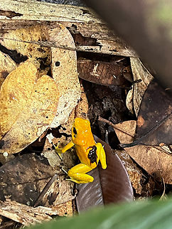 Golden Poison Dart Frog with tadpoles, Timbiquí, Colombia Here's the 3rd individual of Golden Poison Dart Frog we found in Timbiquí. This one was carrying tadpoles so we didn't want to bother it and just took a quick snap with the smartphone. The other two individuals were extensively photographed:
Mint morph:
https://www.jungledragon.com/image/146662/golden_poison_dart_frog_mint_on_log_full_body_timbiqu_colombia.html
Yellow morph:
https://www.jungledragon.com/image/146682/golden_poison_dart_frog_yellow_on_bark_timbiqu_colombia.html Cauca,Colombia,Colombia 2022,Geotagged,Golden Poison Dart Frog,Phyllobates terribilis,South America,Summer,Timbiquí,World