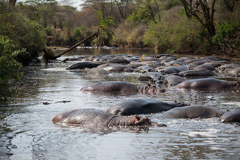 Pool of Hippos, North Serengeti  Africa,Hippopotamus,Hippopotamus amphibius,Serengeti National Park,Serengeti North,Serengeti area,Tanzania