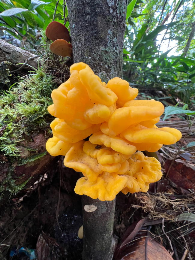 Yellow fungus, Timbiquí, Colombia The shape somewhat reminds of a jelly fungus, but having some doubts. This seems larger, less slimy, less transparent. Cauca,Colombia,Colombia 2022,Geotagged,South America,Summer,Timbiquí,World