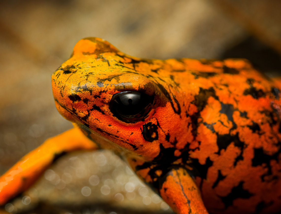 Oophaga sylvatica (Timbiquí morph) - head, Timbiquí, Colombia After hitting the Timbiquí jackpot (Golden Poison Dart Frog), we were treated to a surprise dessert, a stunning morph of the Little devil poison frog (Oophaga sylvatica).<br />
<figure class="photo"><a href="https://www.jungledragon.com/image/146700/oophaga_sylvatica_timbiqu_morph_timbiqu_colombia.html" title="Oophaga sylvatica (Timbiquí morph), Timbiquí, Colombia"><img src="https://s3.amazonaws.com/media.jungledragon.com/images/2/146700_thumb.jpg?AWSAccessKeyId=05GMT0V3GWVNE7GGM1R2&Expires=1759968010&Signature=fGVqWIZEKl0XhwBNclP04zHJFZs%3D" width="200" height="134" alt="Oophaga sylvatica (Timbiquí morph), Timbiquí, Colombia After hitting the Timbiquí jackpot (Golden Poison Dart Frog), we were treated to a surprise dessert, a stunning morph of the Little devil poison frog (Oophaga sylvatica).<br />
https://www.jungledragon.com/image/146697/oophaga_sylvatica_timbiqu_morph_-_head_timbiqu_colombia.html<br />
https://www.jungledragon.com/image/146699/oophaga_sylvatica_timbiqu_morph_-_on_leaf_timbiqu_colombia.html<br />
https://www.jungledragon.com/image/146698/oophaga_sylvatica_timbiqu_morph_-_side_view_timbiqu_colombia.html<br />
https://www.jungledragon.com/image/146701/oophaga_sylvatica_timbiqu_morph_-_on_bark_timbiqu_colombia.html<br />
Another morph we found a few years earlier:<br />
<br />
https://www.jungledragon.com/image/79268/little_devil_poison_frog_diablito_el_pangan_-_side_view_2_rio_ambi_colombia.html Cauca,Colombia,Colombia 2022,Geotagged,Little devil poison frog,Oophaga sylvatica,South America,Summer,Timbiquí,World" /></a></figure><br />
<figure class="photo"><a href="https://www.jungledragon.com/image/146699/oophaga_sylvatica_timbiqu_morph_-_on_leaf_timbiqu_colombia.html" title="Oophaga sylvatica (Timbiquí morph) - on leaf, Timbiquí, Colombia"><img src="https://s3.amazonaws.com/media.jungledragon.com/images/2/146699_thumb.jpg?AWSAccessKeyId=05GMT0V3GWVNE7GGM1R2&Expires=1759968010&Signature=THJ3uSGyHYxQoPUwaAQJuy%2FmwaU%3D" width="200" height="144" alt="Oophaga sylvatica (Timbiquí morph) - on leaf, Timbiquí, Colombia After hitting the Timbiquí jackpot (Golden Poison Dart Frog), we were treated to a surprise dessert, a stunning morph of the Little devil poison frog (Oophaga sylvatica).<br />
https://www.jungledragon.com/image/146700/oophaga_sylvatica_timbiqu_morph_timbiqu_colombia.html<br />
https://www.jungledragon.com/image/146697/oophaga_sylvatica_timbiqu_morph_-_head_timbiqu_colombia.html<br />
https://www.jungledragon.com/image/146698/oophaga_sylvatica_timbiqu_morph_-_side_view_timbiqu_colombia.html<br />
https://www.jungledragon.com/image/146701/oophaga_sylvatica_timbiqu_morph_-_on_bark_timbiqu_colombia.html<br />
Another morph we found a few years earlier:<br />
<br />
https://www.jungledragon.com/image/79268/little_devil_poison_frog_diablito_el_pangan_-_side_view_2_rio_ambi_colombia.html Cauca,Colombia,Colombia 2022,Geotagged,Little devil poison frog,Oophaga sylvatica,South America,Summer,Timbiquí,World" /></a></figure><br />
<figure class="photo"><a href="https://www.jungledragon.com/image/146698/oophaga_sylvatica_timbiqu_morph_-_side_view_timbiqu_colombia.html" title="Oophaga sylvatica (Timbiquí morph) - side view, Timbiquí, Colombia"><img src="https://s3.amazonaws.com/media.jungledragon.com/images/2/146698_thumb.jpg?AWSAccessKeyId=05GMT0V3GWVNE7GGM1R2&Expires=1759968010&Signature=AMeVVDmQElcsMCybMrlsDabNCkQ%3D" width="200" height="134" alt="Oophaga sylvatica (Timbiquí morph) - side view, Timbiquí, Colombia After hitting the Timbiquí jackpot (Golden Poison Dart Frog), we were treated to a surprise dessert, a stunning morph of the Little devil poison frog (Oophaga sylvatica).<br />
https://www.jungledragon.com/image/146700/oophaga_sylvatica_timbiqu_morph_timbiqu_colombia.html<br />
https://www.jungledragon.com/image/146697/oophaga_sylvatica_timbiqu_morph_-_head_timbiqu_colombia.html<br />
https://www.jungledragon.com/image/146699/oophaga_sylvatica_timbiqu_morph_-_on_leaf_timbiqu_colombia.html<br />
https://www.jungledragon.com/image/146701/oophaga_sylvatica_timbiqu_morph_-_on_bark_timbiqu_colombia.html<br />
Another morph we found a few years earlier:<br />
<br />
https://www.jungledragon.com/image/79268/little_devil_poison_frog_diablito_el_pangan_-_side_view_2_rio_ambi_colombia.html Cauca,Colombia,Colombia 2022,Geotagged,Little devil poison frog,Oophaga sylvatica,South America,Summer,Timbiquí,World" /></a></figure><br />
<figure class="photo"><a href="https://www.jungledragon.com/image/146701/oophaga_sylvatica_timbiqu_morph_-_on_bark_timbiqu_colombia.html" title="Oophaga sylvatica (Timbiquí morph) - on bark, Timbiquí, Colombia"><img src="https://s3.amazonaws.com/media.jungledragon.com/images/2/146701_thumb.jpg?AWSAccessKeyId=05GMT0V3GWVNE7GGM1R2&Expires=1759968010&Signature=xnN9IMW7nmmu8FuoZ3ciGWGiQio%3D" width="200" height="134" alt="Oophaga sylvatica (Timbiquí morph) - on bark, Timbiquí, Colombia After hitting the Timbiquí jackpot (Golden Poison Dart Frog), we were treated to a surprise dessert, a stunning morph of the Little devil poison frog (Oophaga sylvatica).<br />
https://www.jungledragon.com/image/146700/oophaga_sylvatica_timbiqu_morph_timbiqu_colombia.html<br />
https://www.jungledragon.com/image/146697/oophaga_sylvatica_timbiqu_morph_-_head_timbiqu_colombia.html<br />
https://www.jungledragon.com/image/146699/oophaga_sylvatica_timbiqu_morph_-_on_leaf_timbiqu_colombia.html<br />
https://www.jungledragon.com/image/146698/oophaga_sylvatica_timbiqu_morph_-_side_view_timbiqu_colombia.html<br />
Another morph we found a few years earlier:<br />
<br />
https://www.jungledragon.com/image/79268/little_devil_poison_frog_diablito_el_pangan_-_side_view_2_rio_ambi_colombia.html Cauca,Colombia,Colombia 2022,Geotagged,Little devil poison frog,Oophaga sylvatica,South America,Summer,Timbiquí,World" /></a></figure><br />
Another morph we found a few years earlier:<br />
<br />
<figure class="photo"><a href="https://www.jungledragon.com/image/79268/little_devil_poison_frog_diablito_el_pangan_-_side_view_2_rio_ambi_colombia.html" title="Little Devil Poison Frog (Diablito) ~ El Pangan - side view 2, Rio Ñambi, Colombia"><img src="https://s3.amazonaws.com/media.jungledragon.com/images/2/79268_thumb.jpg?AWSAccessKeyId=05GMT0V3GWVNE7GGM1R2&Expires=1759968010&Signature=M%2FR9QVvFUczKmOV62Px5PzGV%2BDI%3D" width="200" height="166" alt="Little Devil Poison Frog (Diablito) ~ El Pangan - side view 2, Rio Ñambi, Colombia For this day, we only have a single observation, yet it is a beautiful one and a much needed happy ending of an "interesting" day.<br />
<br />
In the morning, we exited the Rio Ñambi Reserve, which took us about 2 hours. We didn't take any photos on the way out, the goal was to transit instead. After a cold coke and salty chips (always great when reconnecting with civilization) we happened to be near a security council meeting, where local organizations were discussing the security situation of the area and how to improve its reputation. We were invited into the meeting and gave our impression of the situation, from a tourist perspective. They were happy to learn that we did not feel unsafe here.<br />
<br />
After that, we made way to an elementary school full of kids. They looked a little shocked to see us pale smelly giants that just came out of the jungle. The classroom was plastered with posters and marketing material of one stunning frog. A specific morph of Oophaga sylvatica. The morph is named "El Pangan". Yet even this morph has an amazing variation and the one shown on the posters in particular was only to be found here. The kids were contributing to the conservation of this frog by selling handcrafted toys that resemble the frog, as a way to counter poaching.<br />
<br />
We had no idea about this frog, and only at this point we learned about the plan to try and find them nearby, it was not described in the programme. We made way to a corner of a highway where we parked. The place looked like a dump, full of trash, yet it had an entry path into the forest.<br />
<br />
Armed with the frog's call on playback, we had Manuel (our main guide) and Miguel (local herping guide) trying hard to find it. The path was extremely muddy and narrow. We immediately came across several workers in the forest, carrying big wooden planks out of the forest. <br />
<br />
After an hour or so, still no sign of the frog, and at this point, one of the worker's charged us an entrance fee, claiming they own this land. A tiny extortion, but one I found very upsetting. Even more upsetting was the workers' waste littered all over the forest, tons of plastic bottles everywhere. Since I suck at finding poison frogs, I decided to collect them in a plastic bag. <br />
<br />
With no frog in sight anywhere and not a single call returned, we gave up and turned around. Just before we were back to the car, Manuel claimed he thought he did hear it further back, and returned into the forest, asking us to wait by the car.<br />
<br />
The wait took forever. We were in a smelly, hot place, rain hammering down and insects had no mercy on attacking us. The longer we had to wait, the more paranoid I became. What if these workers are creating new plans to rob us? We're practically begging for it by staying here so long and given a car full of valuables. I even took my memory cards out and put them on my body, just in case. <br />
<br />
I started to get worried about Manuel and Miguel as the wait took longer. I called Manuel. Luckily, he was fine. Five minutes from meeting us again, yet they did not find the frog. We packed up our gear and sat in the car, waiting for him to appear out of the forest.<br />
<br />
I saw him appear, approaching the car. Good, we can finally get out of this shithole. He walked strangely slow. He didn't look defeated at all, smirking instead. And why would he have his hands behind his back?<br />
<br />
Wait...no...my brain already knew what happened but I was so upset that it took a few additional seconds to connect the dots. He found diablito! Between me calling him and him taking the final few steps out of the forest, it jumped right in front of him, directly on the path. <br />
<br />
Needless to say, this saved the day. All credit to Manuel Espejo, who never quits and always knows how to turn the worst of days into a highlight.<br />
<br />
Afterwards, we returned to the children in the school. They were all like "ooohhhh" and "ahhhhh" and "bloody hell you stink, get away from me".<br />
<br />
The dramatic color variation of Oophaga species is well known, yet still poorly understood. Oophaga sylvatica is absurdly diverse:<br />
https://featuredcreature.com/wp-content/uploads/2012/10/Screen+shot+2011-07-16+at+3.02.06+PM2.png<br />
<br />
This is the best study I could find trying to explain this phenomenon:<br />
https://www.ncbi.nlm.nih.gov/pmc/articles/PMC5696431/<br />
<br />
The short conclusion: the combination of climate gradients, within-population sexual selection and natural barriers (typical of the Andes) likely all play a role, yet no clear conclusion on why the variation is so spectacularly strong.<br />
<br />
https://www.jungledragon.com/image/79263/little_devil_poison_frog_diablito_el_pangan_-_top_view_rio_ambi_colombia.html<br />
https://www.jungledragon.com/image/79264/little_devil_poison_frog_diablito_el_pangan_-_side_view_rio_ambi_colombia.html<br />
https://www.jungledragon.com/image/79265/little_devil_poison_frog_diablito_el_pangan_-_front_view_rio_ambi_colombia.html<br />
https://www.jungledragon.com/image/79266/little_devil_poison_frog_diablito_el_pangan_-_full_scene_rio_ambi_colombia.html<br />
https://www.jungledragon.com/image/79267/little_devil_poison_frog_diablito_el_pangan_-_head_rio_ambi_colombia.html<br />
https://www.jungledragon.com/image/79269/little_devil_poison_frog_diablito_el_pangan_-_front_view_2_rio_ambi_colombia.html Colombia,Colombia 2018,Colombia South,Little devil poison frog,Oophaga sylvatica,Rio Ñambi,South America,World" /></a></figure> Cauca,Colombia,Colombia 2022,Geotagged,Little devil poison frog,Oophaga sylvatica,South America,Summer,Timbiquí,World