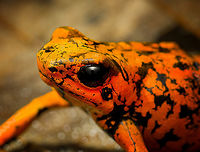 Oophaga sylvatica (Timbiqu&iacute; morph) - head, Timbiqu&iacute;, Colombia After hitting the Timbiqu&iacute; jackpot (Golden Poison Dart Frog), we were treated to a surprise dessert, a stunning morph of the Little devil poison frog (Oophaga sylvatica).<br />
https://www.jungledragon.com/image/146700/oophaga_sylvatica_timbiqu_morph_timbiqu_colombia.html<br />
https://www.jungledragon.com/image/146699/oophaga_sylvatica_timbiqu_morph_-_on_leaf_timbiqu_colombia.html<br />
https://www.jungledragon.com/image/146698/oophaga_sylvatica_timbiqu_morph_-_side_view_timbiqu_colombia.html<br />
https://www.jungledragon.com/image/146701/oophaga_sylvatica_timbiqu_morph_-_on_bark_timbiqu_colombia.html<br />
Another morph we found a few years earlier:<br />
<br />
https://www.jungledragon.com/image/79268/little_devil_poison_frog_diablito_el_pangan_-_side_view_2_rio_ambi_colombia.html Cauca,Colombia,Colombia 2022,Geotagged,Little devil poison frog,Oophaga sylvatica,South America,Summer,Timbiqu&iacute;,World