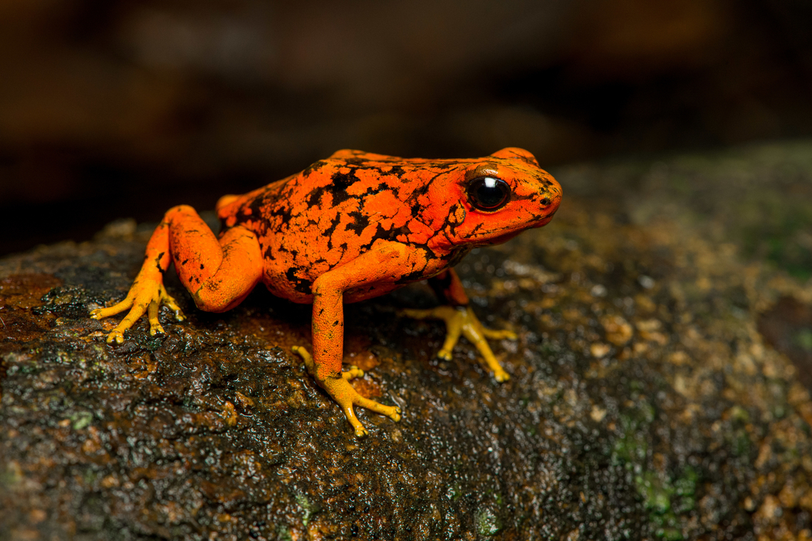 Oophaga sylvatica (Timbiquí morph) - side view, Timbiquí, Colombia After hitting the Timbiquí jackpot (Golden Poison Dart Frog), we were treated to a surprise dessert, a stunning morph of the Little devil poison frog (Oophaga sylvatica).<br />
<figure class="photo"><a href="https://www.jungledragon.com/image/146700/oophaga_sylvatica_timbiqu_morph_timbiqu_colombia.html" title="Oophaga sylvatica (Timbiquí morph), Timbiquí, Colombia"><img src="https://s3.amazonaws.com/media.jungledragon.com/images/2/146700_thumb.jpg?AWSAccessKeyId=05GMT0V3GWVNE7GGM1R2&Expires=1759968010&Signature=fGVqWIZEKl0XhwBNclP04zHJFZs%3D" width="200" height="134" alt="Oophaga sylvatica (Timbiquí morph), Timbiquí, Colombia After hitting the Timbiquí jackpot (Golden Poison Dart Frog), we were treated to a surprise dessert, a stunning morph of the Little devil poison frog (Oophaga sylvatica).<br />
https://www.jungledragon.com/image/146697/oophaga_sylvatica_timbiqu_morph_-_head_timbiqu_colombia.html<br />
https://www.jungledragon.com/image/146699/oophaga_sylvatica_timbiqu_morph_-_on_leaf_timbiqu_colombia.html<br />
https://www.jungledragon.com/image/146698/oophaga_sylvatica_timbiqu_morph_-_side_view_timbiqu_colombia.html<br />
https://www.jungledragon.com/image/146701/oophaga_sylvatica_timbiqu_morph_-_on_bark_timbiqu_colombia.html<br />
Another morph we found a few years earlier:<br />
<br />
https://www.jungledragon.com/image/79268/little_devil_poison_frog_diablito_el_pangan_-_side_view_2_rio_ambi_colombia.html Cauca,Colombia,Colombia 2022,Geotagged,Little devil poison frog,Oophaga sylvatica,South America,Summer,Timbiquí,World" /></a></figure><br />
<figure class="photo"><a href="https://www.jungledragon.com/image/146697/oophaga_sylvatica_timbiqu_morph_-_head_timbiqu_colombia.html" title="Oophaga sylvatica (Timbiquí morph) - head, Timbiquí, Colombia"><img src="https://s3.amazonaws.com/media.jungledragon.com/images/2/146697_thumb.jpg?AWSAccessKeyId=05GMT0V3GWVNE7GGM1R2&Expires=1759968010&Signature=NnKjQzqFeNt4WZ7oGj8dTnDPfck%3D" width="200" height="154" alt="Oophaga sylvatica (Timbiquí morph) - head, Timbiquí, Colombia After hitting the Timbiquí jackpot (Golden Poison Dart Frog), we were treated to a surprise dessert, a stunning morph of the Little devil poison frog (Oophaga sylvatica).<br />
https://www.jungledragon.com/image/146700/oophaga_sylvatica_timbiqu_morph_timbiqu_colombia.html<br />
https://www.jungledragon.com/image/146699/oophaga_sylvatica_timbiqu_morph_-_on_leaf_timbiqu_colombia.html<br />
https://www.jungledragon.com/image/146698/oophaga_sylvatica_timbiqu_morph_-_side_view_timbiqu_colombia.html<br />
https://www.jungledragon.com/image/146701/oophaga_sylvatica_timbiqu_morph_-_on_bark_timbiqu_colombia.html<br />
Another morph we found a few years earlier:<br />
<br />
https://www.jungledragon.com/image/79268/little_devil_poison_frog_diablito_el_pangan_-_side_view_2_rio_ambi_colombia.html Cauca,Colombia,Colombia 2022,Geotagged,Little devil poison frog,Oophaga sylvatica,South America,Summer,Timbiquí,World" /></a></figure><br />
<figure class="photo"><a href="https://www.jungledragon.com/image/146699/oophaga_sylvatica_timbiqu_morph_-_on_leaf_timbiqu_colombia.html" title="Oophaga sylvatica (Timbiquí morph) - on leaf, Timbiquí, Colombia"><img src="https://s3.amazonaws.com/media.jungledragon.com/images/2/146699_thumb.jpg?AWSAccessKeyId=05GMT0V3GWVNE7GGM1R2&Expires=1759968010&Signature=THJ3uSGyHYxQoPUwaAQJuy%2FmwaU%3D" width="200" height="144" alt="Oophaga sylvatica (Timbiquí morph) - on leaf, Timbiquí, Colombia After hitting the Timbiquí jackpot (Golden Poison Dart Frog), we were treated to a surprise dessert, a stunning morph of the Little devil poison frog (Oophaga sylvatica).<br />
https://www.jungledragon.com/image/146700/oophaga_sylvatica_timbiqu_morph_timbiqu_colombia.html<br />
https://www.jungledragon.com/image/146697/oophaga_sylvatica_timbiqu_morph_-_head_timbiqu_colombia.html<br />
https://www.jungledragon.com/image/146698/oophaga_sylvatica_timbiqu_morph_-_side_view_timbiqu_colombia.html<br />
https://www.jungledragon.com/image/146701/oophaga_sylvatica_timbiqu_morph_-_on_bark_timbiqu_colombia.html<br />
Another morph we found a few years earlier:<br />
<br />
https://www.jungledragon.com/image/79268/little_devil_poison_frog_diablito_el_pangan_-_side_view_2_rio_ambi_colombia.html Cauca,Colombia,Colombia 2022,Geotagged,Little devil poison frog,Oophaga sylvatica,South America,Summer,Timbiquí,World" /></a></figure><br />
<figure class="photo"><a href="https://www.jungledragon.com/image/146701/oophaga_sylvatica_timbiqu_morph_-_on_bark_timbiqu_colombia.html" title="Oophaga sylvatica (Timbiquí morph) - on bark, Timbiquí, Colombia"><img src="https://s3.amazonaws.com/media.jungledragon.com/images/2/146701_thumb.jpg?AWSAccessKeyId=05GMT0V3GWVNE7GGM1R2&Expires=1759968010&Signature=xnN9IMW7nmmu8FuoZ3ciGWGiQio%3D" width="200" height="134" alt="Oophaga sylvatica (Timbiquí morph) - on bark, Timbiquí, Colombia After hitting the Timbiquí jackpot (Golden Poison Dart Frog), we were treated to a surprise dessert, a stunning morph of the Little devil poison frog (Oophaga sylvatica).<br />
https://www.jungledragon.com/image/146700/oophaga_sylvatica_timbiqu_morph_timbiqu_colombia.html<br />
https://www.jungledragon.com/image/146697/oophaga_sylvatica_timbiqu_morph_-_head_timbiqu_colombia.html<br />
https://www.jungledragon.com/image/146699/oophaga_sylvatica_timbiqu_morph_-_on_leaf_timbiqu_colombia.html<br />
https://www.jungledragon.com/image/146698/oophaga_sylvatica_timbiqu_morph_-_side_view_timbiqu_colombia.html<br />
Another morph we found a few years earlier:<br />
<br />
https://www.jungledragon.com/image/79268/little_devil_poison_frog_diablito_el_pangan_-_side_view_2_rio_ambi_colombia.html Cauca,Colombia,Colombia 2022,Geotagged,Little devil poison frog,Oophaga sylvatica,South America,Summer,Timbiquí,World" /></a></figure><br />
Another morph we found a few years earlier:<br />
<br />
<figure class="photo"><a href="https://www.jungledragon.com/image/79268/little_devil_poison_frog_diablito_el_pangan_-_side_view_2_rio_ambi_colombia.html" title="Little Devil Poison Frog (Diablito) ~ El Pangan - side view 2, Rio Ñambi, Colombia"><img src="https://s3.amazonaws.com/media.jungledragon.com/images/2/79268_thumb.jpg?AWSAccessKeyId=05GMT0V3GWVNE7GGM1R2&Expires=1759968010&Signature=M%2FR9QVvFUczKmOV62Px5PzGV%2BDI%3D" width="200" height="166" alt="Little Devil Poison Frog (Diablito) ~ El Pangan - side view 2, Rio Ñambi, Colombia For this day, we only have a single observation, yet it is a beautiful one and a much needed happy ending of an "interesting" day.<br />
<br />
In the morning, we exited the Rio Ñambi Reserve, which took us about 2 hours. We didn't take any photos on the way out, the goal was to transit instead. After a cold coke and salty chips (always great when reconnecting with civilization) we happened to be near a security council meeting, where local organizations were discussing the security situation of the area and how to improve its reputation. We were invited into the meeting and gave our impression of the situation, from a tourist perspective. They were happy to learn that we did not feel unsafe here.<br />
<br />
After that, we made way to an elementary school full of kids. They looked a little shocked to see us pale smelly giants that just came out of the jungle. The classroom was plastered with posters and marketing material of one stunning frog. A specific morph of Oophaga sylvatica. The morph is named "El Pangan". Yet even this morph has an amazing variation and the one shown on the posters in particular was only to be found here. The kids were contributing to the conservation of this frog by selling handcrafted toys that resemble the frog, as a way to counter poaching.<br />
<br />
We had no idea about this frog, and only at this point we learned about the plan to try and find them nearby, it was not described in the programme. We made way to a corner of a highway where we parked. The place looked like a dump, full of trash, yet it had an entry path into the forest.<br />
<br />
Armed with the frog's call on playback, we had Manuel (our main guide) and Miguel (local herping guide) trying hard to find it. The path was extremely muddy and narrow. We immediately came across several workers in the forest, carrying big wooden planks out of the forest. <br />
<br />
After an hour or so, still no sign of the frog, and at this point, one of the worker's charged us an entrance fee, claiming they own this land. A tiny extortion, but one I found very upsetting. Even more upsetting was the workers' waste littered all over the forest, tons of plastic bottles everywhere. Since I suck at finding poison frogs, I decided to collect them in a plastic bag. <br />
<br />
With no frog in sight anywhere and not a single call returned, we gave up and turned around. Just before we were back to the car, Manuel claimed he thought he did hear it further back, and returned into the forest, asking us to wait by the car.<br />
<br />
The wait took forever. We were in a smelly, hot place, rain hammering down and insects had no mercy on attacking us. The longer we had to wait, the more paranoid I became. What if these workers are creating new plans to rob us? We're practically begging for it by staying here so long and given a car full of valuables. I even took my memory cards out and put them on my body, just in case. <br />
<br />
I started to get worried about Manuel and Miguel as the wait took longer. I called Manuel. Luckily, he was fine. Five minutes from meeting us again, yet they did not find the frog. We packed up our gear and sat in the car, waiting for him to appear out of the forest.<br />
<br />
I saw him appear, approaching the car. Good, we can finally get out of this shithole. He walked strangely slow. He didn't look defeated at all, smirking instead. And why would he have his hands behind his back?<br />
<br />
Wait...no...my brain already knew what happened but I was so upset that it took a few additional seconds to connect the dots. He found diablito! Between me calling him and him taking the final few steps out of the forest, it jumped right in front of him, directly on the path. <br />
<br />
Needless to say, this saved the day. All credit to Manuel Espejo, who never quits and always knows how to turn the worst of days into a highlight.<br />
<br />
Afterwards, we returned to the children in the school. They were all like "ooohhhh" and "ahhhhh" and "bloody hell you stink, get away from me".<br />
<br />
The dramatic color variation of Oophaga species is well known, yet still poorly understood. Oophaga sylvatica is absurdly diverse:<br />
https://featuredcreature.com/wp-content/uploads/2012/10/Screen+shot+2011-07-16+at+3.02.06+PM2.png<br />
<br />
This is the best study I could find trying to explain this phenomenon:<br />
https://www.ncbi.nlm.nih.gov/pmc/articles/PMC5696431/<br />
<br />
The short conclusion: the combination of climate gradients, within-population sexual selection and natural barriers (typical of the Andes) likely all play a role, yet no clear conclusion on why the variation is so spectacularly strong.<br />
<br />
https://www.jungledragon.com/image/79263/little_devil_poison_frog_diablito_el_pangan_-_top_view_rio_ambi_colombia.html<br />
https://www.jungledragon.com/image/79264/little_devil_poison_frog_diablito_el_pangan_-_side_view_rio_ambi_colombia.html<br />
https://www.jungledragon.com/image/79265/little_devil_poison_frog_diablito_el_pangan_-_front_view_rio_ambi_colombia.html<br />
https://www.jungledragon.com/image/79266/little_devil_poison_frog_diablito_el_pangan_-_full_scene_rio_ambi_colombia.html<br />
https://www.jungledragon.com/image/79267/little_devil_poison_frog_diablito_el_pangan_-_head_rio_ambi_colombia.html<br />
https://www.jungledragon.com/image/79269/little_devil_poison_frog_diablito_el_pangan_-_front_view_2_rio_ambi_colombia.html Colombia,Colombia 2018,Colombia South,Little devil poison frog,Oophaga sylvatica,Rio Ñambi,South America,World" /></a></figure> Cauca,Colombia,Colombia 2022,Geotagged,Little devil poison frog,Oophaga sylvatica,South America,Summer,Timbiquí,World