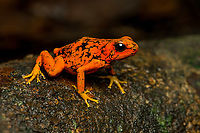 Oophaga sylvatica (Timbiquí morph) - side view, Timbiquí, Colombia After hitting the Timbiquí jackpot (Golden Poison Dart Frog), we were treated to a surprise dessert, a stunning morph of the Little devil poison frog (Oophaga sylvatica).<br />
https://www.jungledragon.com/image/146700/oophaga_sylvatica_timbiqu_morph_timbiqu_colombia.html<br />
https://www.jungledragon.com/image/146697/oophaga_sylvatica_timbiqu_morph_-_head_timbiqu_colombia.html<br />
https://www.jungledragon.com/image/146699/oophaga_sylvatica_timbiqu_morph_-_on_leaf_timbiqu_colombia.html<br />
https://www.jungledragon.com/image/146701/oophaga_sylvatica_timbiqu_morph_-_on_bark_timbiqu_colombia.html<br />
Another morph we found a few years earlier:<br />
<br />
https://www.jungledragon.com/image/79268/little_devil_poison_frog_diablito_el_pangan_-_side_view_2_rio_ambi_colombia.html Cauca,Colombia,Colombia 2022,Geotagged,Little devil poison frog,Oophaga sylvatica,South America,Summer,Timbiquí,World
