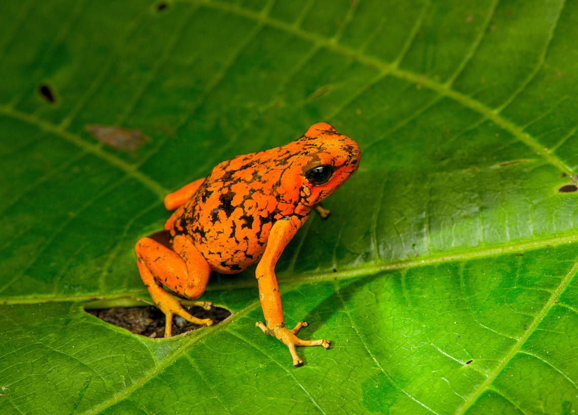 Oophaga sylvatica (Timbiquí morph) - on leaf, Timbiquí, Colombia After hitting the Timbiqu&iacute; jackpot (Golden Poison Dart Frog), we were treated to a surprise dessert, a stunning morph of the Little devil poison frog (Oophaga sylvatica).<br />
<figure class="photo"><a href="https://www.jungledragon.com/image/146700/oophaga_sylvatica_timbiqu_morph_timbiqu_colombia.html" title="Oophaga sylvatica (Timbiqu&iacute; morph), Timbiqu&iacute;, Colombia"><img src="https://s3.amazonaws.com/media.jungledragon.com/images/2/146700_thumb.jpg?AWSAccessKeyId=05GMT0V3GWVNE7GGM1R2&Expires=1759968010&Signature=fGVqWIZEKl0XhwBNclP04zHJFZs%3D" width="200" height="134" alt="Oophaga sylvatica (Timbiqu&iacute; morph), Timbiqu&iacute;, Colombia After hitting the Timbiqu&iacute; jackpot (Golden Poison Dart Frog), we were treated to a surprise dessert, a stunning morph of the Little devil poison frog (Oophaga sylvatica).<br />
https://www.jungledragon.com/image/146697/oophaga_sylvatica_timbiqu_morph_-_head_timbiqu_colombia.html<br />
https://www.jungledragon.com/image/146699/oophaga_sylvatica_timbiqu_morph_-_on_leaf_timbiqu_colombia.html<br />
https://www.jungledragon.com/image/146698/oophaga_sylvatica_timbiqu_morph_-_side_view_timbiqu_colombia.html<br />
https://www.jungledragon.com/image/146701/oophaga_sylvatica_timbiqu_morph_-_on_bark_timbiqu_colombia.html<br />
Another morph we found a few years earlier:<br />
<br />
https://www.jungledragon.com/image/79268/little_devil_poison_frog_diablito_el_pangan_-_side_view_2_rio_ambi_colombia.html Cauca,Colombia,Colombia 2022,Geotagged,Little devil poison frog,Oophaga sylvatica,South America,Summer,Timbiqu&iacute;,World" /></a></figure><br />
<figure class="photo"><a href="https://www.jungledragon.com/image/146697/oophaga_sylvatica_timbiqu_morph_-_head_timbiqu_colombia.html" title="Oophaga sylvatica (Timbiqu&iacute; morph) - head, Timbiqu&iacute;, Colombia"><img src="https://s3.amazonaws.com/media.jungledragon.com/images/2/146697_thumb.jpg?AWSAccessKeyId=05GMT0V3GWVNE7GGM1R2&Expires=1759968010&Signature=NnKjQzqFeNt4WZ7oGj8dTnDPfck%3D" width="200" height="154" alt="Oophaga sylvatica (Timbiqu&iacute; morph) - head, Timbiqu&iacute;, Colombia After hitting the Timbiqu&iacute; jackpot (Golden Poison Dart Frog), we were treated to a surprise dessert, a stunning morph of the Little devil poison frog (Oophaga sylvatica).<br />
https://www.jungledragon.com/image/146700/oophaga_sylvatica_timbiqu_morph_timbiqu_colombia.html<br />
https://www.jungledragon.com/image/146699/oophaga_sylvatica_timbiqu_morph_-_on_leaf_timbiqu_colombia.html<br />
https://www.jungledragon.com/image/146698/oophaga_sylvatica_timbiqu_morph_-_side_view_timbiqu_colombia.html<br />
https://www.jungledragon.com/image/146701/oophaga_sylvatica_timbiqu_morph_-_on_bark_timbiqu_colombia.html<br />
Another morph we found a few years earlier:<br />
<br />
https://www.jungledragon.com/image/79268/little_devil_poison_frog_diablito_el_pangan_-_side_view_2_rio_ambi_colombia.html Cauca,Colombia,Colombia 2022,Geotagged,Little devil poison frog,Oophaga sylvatica,South America,Summer,Timbiqu&iacute;,World" /></a></figure><br />
<figure class="photo"><a href="https://www.jungledragon.com/image/146698/oophaga_sylvatica_timbiqu_morph_-_side_view_timbiqu_colombia.html" title="Oophaga sylvatica (Timbiqu&iacute; morph) - side view, Timbiqu&iacute;, Colombia"><img src="https://s3.amazonaws.com/media.jungledragon.com/images/2/146698_thumb.jpg?AWSAccessKeyId=05GMT0V3GWVNE7GGM1R2&Expires=1759968010&Signature=AMeVVDmQElcsMCybMrlsDabNCkQ%3D" width="200" height="134" alt="Oophaga sylvatica (Timbiqu&iacute; morph) - side view, Timbiqu&iacute;, Colombia After hitting the Timbiqu&iacute; jackpot (Golden Poison Dart Frog), we were treated to a surprise dessert, a stunning morph of the Little devil poison frog (Oophaga sylvatica).<br />
https://www.jungledragon.com/image/146700/oophaga_sylvatica_timbiqu_morph_timbiqu_colombia.html<br />
https://www.jungledragon.com/image/146697/oophaga_sylvatica_timbiqu_morph_-_head_timbiqu_colombia.html<br />
https://www.jungledragon.com/image/146699/oophaga_sylvatica_timbiqu_morph_-_on_leaf_timbiqu_colombia.html<br />
https://www.jungledragon.com/image/146701/oophaga_sylvatica_timbiqu_morph_-_on_bark_timbiqu_colombia.html<br />
Another morph we found a few years earlier:<br />
<br />
https://www.jungledragon.com/image/79268/little_devil_poison_frog_diablito_el_pangan_-_side_view_2_rio_ambi_colombia.html Cauca,Colombia,Colombia 2022,Geotagged,Little devil poison frog,Oophaga sylvatica,South America,Summer,Timbiqu&iacute;,World" /></a></figure><br />
<figure class="photo"><a href="https://www.jungledragon.com/image/146701/oophaga_sylvatica_timbiqu_morph_-_on_bark_timbiqu_colombia.html" title="Oophaga sylvatica (Timbiqu&iacute; morph) - on bark, Timbiqu&iacute;, Colombia"><img src="https://s3.amazonaws.com/media.jungledragon.com/images/2/146701_thumb.jpg?AWSAccessKeyId=05GMT0V3GWVNE7GGM1R2&Expires=1759968010&Signature=xnN9IMW7nmmu8FuoZ3ciGWGiQio%3D" width="200" height="134" alt="Oophaga sylvatica (Timbiqu&iacute; morph) - on bark, Timbiqu&iacute;, Colombia After hitting the Timbiqu&iacute; jackpot (Golden Poison Dart Frog), we were treated to a surprise dessert, a stunning morph of the Little devil poison frog (Oophaga sylvatica).<br />
https://www.jungledragon.com/image/146700/oophaga_sylvatica_timbiqu_morph_timbiqu_colombia.html<br />
https://www.jungledragon.com/image/146697/oophaga_sylvatica_timbiqu_morph_-_head_timbiqu_colombia.html<br />
https://www.jungledragon.com/image/146699/oophaga_sylvatica_timbiqu_morph_-_on_leaf_timbiqu_colombia.html<br />
https://www.jungledragon.com/image/146698/oophaga_sylvatica_timbiqu_morph_-_side_view_timbiqu_colombia.html<br />
Another morph we found a few years earlier:<br />
<br />
https://www.jungledragon.com/image/79268/little_devil_poison_frog_diablito_el_pangan_-_side_view_2_rio_ambi_colombia.html Cauca,Colombia,Colombia 2022,Geotagged,Little devil poison frog,Oophaga sylvatica,South America,Summer,Timbiqu&iacute;,World" /></a></figure><br />
Another morph we found a few years earlier:<br />
<br />
<figure class="photo"><a href="https://www.jungledragon.com/image/79268/little_devil_poison_frog_diablito_el_pangan_-_side_view_2_rio_ambi_colombia.html" title="Little Devil Poison Frog (Diablito) ~ El Pangan - side view 2, Rio &Ntilde;ambi, Colombia"><img src="https://s3.amazonaws.com/media.jungledragon.com/images/2/79268_thumb.jpg?AWSAccessKeyId=05GMT0V3GWVNE7GGM1R2&Expires=1759968010&Signature=M%2FR9QVvFUczKmOV62Px5PzGV%2BDI%3D" width="200" height="166" alt="Little Devil Poison Frog (Diablito) ~ El Pangan - side view 2, Rio &Ntilde;ambi, Colombia For this day, we only have a single observation, yet it is a beautiful one and a much needed happy ending of an &quot;interesting&quot; day.<br />
<br />
In the morning, we exited the Rio &Ntilde;ambi Reserve, which took us about 2 hours. We didn&#039;t take any photos on the way out, the goal was to transit instead. After a cold coke and salty chips (always great when reconnecting with civilization) we happened to be near a security council meeting, where local organizations were discussing the security situation of the area and how to improve its reputation. We were invited into the meeting and gave our impression of the situation, from a tourist perspective. They were happy to learn that we did not feel unsafe here.<br />
<br />
After that, we made way to an elementary school full of kids. They looked a little shocked to see us pale smelly giants that just came out of the jungle. The classroom was plastered with posters and marketing material of one stunning frog. A specific morph of Oophaga sylvatica. The morph is named &quot;El Pangan&quot;. Yet even this morph has an amazing variation and the one shown on the posters in particular was only to be found here. The kids were contributing to the conservation of this frog by selling handcrafted toys that resemble the frog, as a way to counter poaching.<br />
<br />
We had no idea about this frog, and only at this point we learned about the plan to try and find them nearby, it was not described in the programme. We made way to a corner of a highway where we parked. The place looked like a dump, full of trash, yet it had an entry path into the forest.<br />
<br />
Armed with the frog&#039;s call on playback, we had Manuel (our main guide) and Miguel (local herping guide) trying hard to find it. The path was extremely muddy and narrow. We immediately came across several workers in the forest, carrying big wooden planks out of the forest. <br />
<br />
After an hour or so, still no sign of the frog, and at this point, one of the worker&#039;s charged us an entrance fee, claiming they own this land. A tiny extortion, but one I found very upsetting. Even more upsetting was the workers&#039; waste littered all over the forest, tons of plastic bottles everywhere. Since I suck at finding poison frogs, I decided to collect them in a plastic bag. <br />
<br />
With no frog in sight anywhere and not a single call returned, we gave up and turned around. Just before we were back to the car, Manuel claimed he thought he did hear it further back, and returned into the forest, asking us to wait by the car.<br />
<br />
The wait took forever. We were in a smelly, hot place, rain hammering down and insects had no mercy on attacking us. The longer we had to wait, the more paranoid I became. What if these workers are creating new plans to rob us? We&#039;re practically begging for it by staying here so long and given a car full of valuables. I even took my memory cards out and put them on my body, just in case. <br />
<br />
I started to get worried about Manuel and Miguel as the wait took longer. I called Manuel. Luckily, he was fine. Five minutes from meeting us again, yet they did not find the frog. We packed up our gear and sat in the car, waiting for him to appear out of the forest.<br />
<br />
I saw him appear, approaching the car. Good, we can finally get out of this shithole. He walked strangely slow. He didn&#039;t look defeated at all, smirking instead. And why would he have his hands behind his back?<br />
<br />
Wait...no...my brain already knew what happened but I was so upset that it took a few additional seconds to connect the dots. He found diablito! Between me calling him and him taking the final few steps out of the forest, it jumped right in front of him, directly on the path. <br />
<br />
Needless to say, this saved the day. All credit to Manuel Espejo, who never quits and always knows how to turn the worst of days into a highlight.<br />
<br />
Afterwards, we returned to the children in the school. They were all like &quot;ooohhhh&quot; and &quot;ahhhhh&quot; and &quot;bloody hell you stink, get away from me&quot;.<br />
<br />
The dramatic color variation of Oophaga species is well known, yet still poorly understood. Oophaga sylvatica is absurdly diverse:<br />
https://featuredcreature.com/wp-content/uploads/2012/10/Screen+shot+2011-07-16+at+3.02.06+PM2.png<br />
<br />
This is the best study I could find trying to explain this phenomenon:<br />
https://www.ncbi.nlm.nih.gov/pmc/articles/PMC5696431/<br />
<br />
The short conclusion: the combination of climate gradients, within-population sexual selection and natural barriers (typical of the Andes) likely all play a role, yet no clear conclusion on why the variation is so spectacularly strong.<br />
<br />
https://www.jungledragon.com/image/79263/little_devil_poison_frog_diablito_el_pangan_-_top_view_rio_ambi_colombia.html<br />
https://www.jungledragon.com/image/79264/little_devil_poison_frog_diablito_el_pangan_-_side_view_rio_ambi_colombia.html<br />
https://www.jungledragon.com/image/79265/little_devil_poison_frog_diablito_el_pangan_-_front_view_rio_ambi_colombia.html<br />
https://www.jungledragon.com/image/79266/little_devil_poison_frog_diablito_el_pangan_-_full_scene_rio_ambi_colombia.html<br />
https://www.jungledragon.com/image/79267/little_devil_poison_frog_diablito_el_pangan_-_head_rio_ambi_colombia.html<br />
https://www.jungledragon.com/image/79269/little_devil_poison_frog_diablito_el_pangan_-_front_view_2_rio_ambi_colombia.html Colombia,Colombia 2018,Colombia South,Little devil poison frog,Oophaga sylvatica,Rio &Ntilde;ambi,South America,World" /></a></figure> Cauca,Colombia,Colombia 2022,Geotagged,Little devil poison frog,Oophaga sylvatica,South America,Summer,Timbiquí,World