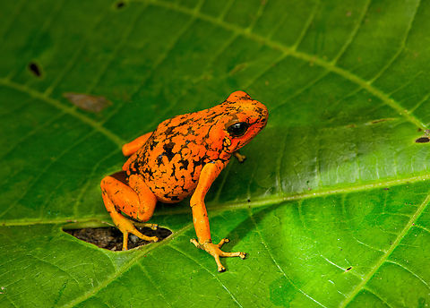Oophaga sylvatica (Timbiqu&iacute; morph) - on leaf, Timbiqu&iacute;, Colombia After hitting the Timbiqu&iacute; jackpot (Golden Poison Dart Frog), we were treated to a surprise dessert, a stunning morph of the Little devil poison frog (Oophaga sylvatica).
https://www.jungledragon.com/image/146700/oophaga_sylvatica_timbiqu_morph_timbiqu_colombia.html
https://www.jungledragon.com/image/146697/oophaga_sylvatica_timbiqu_morph_-_head_timbiqu_colombia.html
https://www.jungledragon.com/image/146698/oophaga_sylvatica_timbiqu_morph_-_side_view_timbiqu_colombia.html
https://www.jungledragon.com/image/146701/oophaga_sylvatica_timbiqu_morph_-_on_bark_timbiqu_colombia.html
Another morph we found a few years earlier:

https://www.jungledragon.com/image/79268/little_devil_poison_frog_diablito_el_pangan_-_side_view_2_rio_ambi_colombia.html Cauca,Colombia,Colombia 2022,Geotagged,Little devil poison frog,Oophaga sylvatica,South America,Summer,Timbiqu&iacute;,World