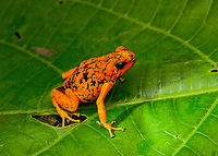 Oophaga sylvatica (Timbiquí morph) - on leaf, Timbiquí, Colombia After hitting the Timbiquí jackpot (Golden Poison Dart Frog), we were treated to a surprise dessert, a stunning morph of the Little devil poison frog (Oophaga sylvatica).<br />
https://www.jungledragon.com/image/146700/oophaga_sylvatica_timbiqu_morph_timbiqu_colombia.html<br />
https://www.jungledragon.com/image/146697/oophaga_sylvatica_timbiqu_morph_-_head_timbiqu_colombia.html<br />
https://www.jungledragon.com/image/146698/oophaga_sylvatica_timbiqu_morph_-_side_view_timbiqu_colombia.html<br />
https://www.jungledragon.com/image/146701/oophaga_sylvatica_timbiqu_morph_-_on_bark_timbiqu_colombia.html<br />
Another morph we found a few years earlier:<br />
<br />
https://www.jungledragon.com/image/79268/little_devil_poison_frog_diablito_el_pangan_-_side_view_2_rio_ambi_colombia.html Cauca,Colombia,Colombia 2022,Geotagged,Little devil poison frog,Oophaga sylvatica,South America,Summer,Timbiquí,World