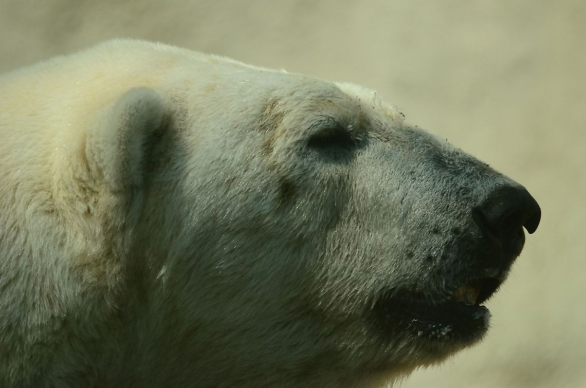 Polar Bear closeup Polar Bear head closeup in Rhenen zoo, the Netherlands. Bear,Polar Bear,Rhenen Zoo,Ursus maritimus,Zoo,portrait