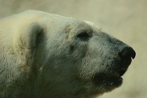 Polar Bear closeup Polar Bear head closeup in Rhenen zoo, the Netherlands. Bear,Polar Bear,Rhenen Zoo,Ursus maritimus,Zoo,portrait