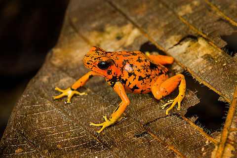 Oophaga sylvatica (Timbiquí morph), Timbiquí, Colombia After hitting the Timbiquí jackpot (Golden Poison Dart Frog), we were treated to a surprise dessert, a stunning morph of the Little devil poison frog (Oophaga sylvatica).
https://www.jungledragon.com/image/146697/oophaga_sylvatica_timbiqu_morph_-_head_timbiqu_colombia.html
https://www.jungledragon.com/image/146699/oophaga_sylvatica_timbiqu_morph_-_on_leaf_timbiqu_colombia.html
https://www.jungledragon.com/image/146698/oophaga_sylvatica_timbiqu_morph_-_side_view_timbiqu_colombia.html
https://www.jungledragon.com/image/146701/oophaga_sylvatica_timbiqu_morph_-_on_bark_timbiqu_colombia.html
Another morph we found a few years earlier:

https://www.jungledragon.com/image/79268/little_devil_poison_frog_diablito_el_pangan_-_side_view_2_rio_ambi_colombia.html Cauca,Colombia,Colombia 2022,Geotagged,Little devil poison frog,Oophaga sylvatica,South America,Summer,Timbiquí,World