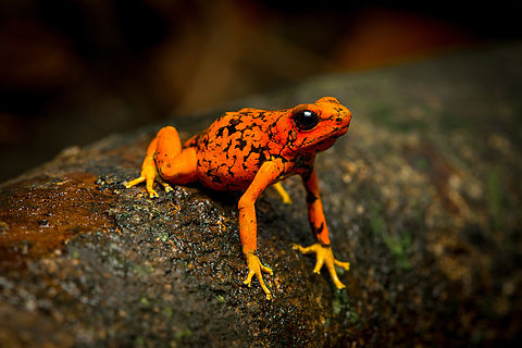Oophaga sylvatica (Timbiquí morph) - on bark, Timbiquí, Colombia After hitting the Timbiquí jackpot (Golden Poison Dart Frog), we were treated to a surprise dessert, a stunning morph of the Little devil poison frog (Oophaga sylvatica).
https://www.jungledragon.com/image/146700/oophaga_sylvatica_timbiqu_morph_timbiqu_colombia.html
https://www.jungledragon.com/image/146697/oophaga_sylvatica_timbiqu_morph_-_head_timbiqu_colombia.html
https://www.jungledragon.com/image/146699/oophaga_sylvatica_timbiqu_morph_-_on_leaf_timbiqu_colombia.html
https://www.jungledragon.com/image/146698/oophaga_sylvatica_timbiqu_morph_-_side_view_timbiqu_colombia.html
Another morph we found a few years earlier:

https://www.jungledragon.com/image/79268/little_devil_poison_frog_diablito_el_pangan_-_side_view_2_rio_ambi_colombia.html Cauca,Colombia,Colombia 2022,Geotagged,Little devil poison frog,Oophaga sylvatica,South America,Summer,Timbiquí,World