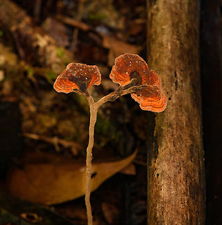 Amauroderma sp., Timbiqu&iacute;, Colombia Bit puzzled by this observation. Cauca,Colombia,Colombia 2022,Geotagged,South America,Summer,Timbiqu&iacute;,World