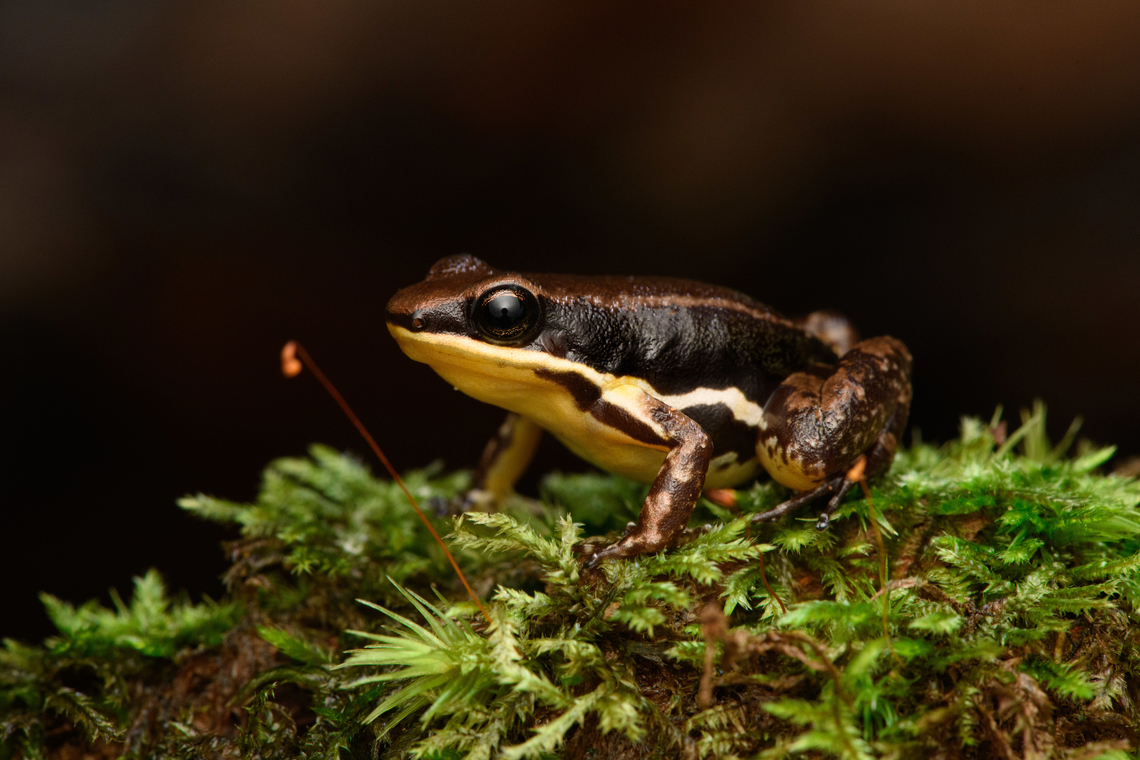 Marbled poison frog, Timbiquí, Colombia Found in the ProAves reserve in Timbiqu&iacute;. An unexpected observation as this species is not on our herping guide&#039;s extensive checklist.<br />
<figure class="photo"><a href="https://www.jungledragon.com/image/146769/marbled_poison_frog_-_on_moss_timbiqu_colombia.html" title="Marbled poison frog - on moss, Timbiqu&iacute;, Colombia"><img src="https://s3.amazonaws.com/media.jungledragon.com/images/2/146769_thumb.jpg?AWSAccessKeyId=05GMT0V3GWVNE7GGM1R2&Expires=1759968010&Signature=8HCztsPvDVI6eaRCdB5LP0CRAME%3D" width="200" height="134" alt="Marbled poison frog - on moss, Timbiqu&iacute;, Colombia Found in the ProAves reserve in Timbiqu&iacute;. An unexpected observation as this species is not on our herping guide&#039;s extensive checklist.<br />
https://www.jungledragon.com/image/146768/marbled_poison_frog_timbiqu_colombia.html<br />
https://www.jungledragon.com/image/146770/marbled_poison_frog_-_head_timbiqu_colombia.html Cauca,Colombia,Colombia 2022,Epipedobates boulengeri,Geotagged,Marbled poison frog,South America,Summer,Timbiqu&iacute;,World" /></a></figure><br />
<figure class="photo"><a href="https://www.jungledragon.com/image/146770/marbled_poison_frog_-_head_timbiqu_colombia.html" title="Marbled poison frog - head, Timbiqu&iacute;, Colombia"><img src="https://s3.amazonaws.com/media.jungledragon.com/images/2/146770_thumb.jpg?AWSAccessKeyId=05GMT0V3GWVNE7GGM1R2&Expires=1759968010&Signature=yALMPLoNoY2Yy6QWc2v8%2BxTBZds%3D" width="200" height="134" alt="Marbled poison frog - head, Timbiqu&iacute;, Colombia Found in the ProAves reserve in Timbiqu&iacute;. An unexpected observation as this species is not on our herping guide&#039;s extensive checklist.<br />
https://www.jungledragon.com/image/146768/marbled_poison_frog_timbiqu_colombia.html<br />
https://www.jungledragon.com/image/146769/marbled_poison_frog_-_on_moss_timbiqu_colombia.html Cauca,Colombia,Colombia 2022,Epipedobates boulengeri,Geotagged,Marbled poison frog,South America,Summer,Timbiqu&iacute;,World" /></a></figure> Cauca,Colombia,Colombia 2022,Epipedobates boulengeri,Geotagged,Marbled poison frog,South America,Summer,Timbiquí,World