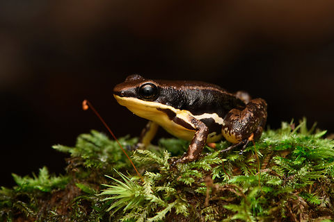 Marbled poison frog, Timbiquí, Colombia Found in the ProAves reserve in Timbiquí. An unexpected observation as this species is not on our herping guide's extensive checklist.
https://www.jungledragon.com/image/146769/marbled_poison_frog_-_on_moss_timbiqu_colombia.html
https://www.jungledragon.com/image/146770/marbled_poison_frog_-_head_timbiqu_colombia.html Cauca,Colombia,Colombia 2022,Epipedobates boulengeri,Geotagged,Marbled poison frog,South America,Summer,Timbiquí,World
