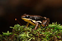Marbled poison frog, Timbiquí, Colombia Found in the ProAves reserve in Timbiquí. An unexpected observation as this species is not on our herping guide's extensive checklist.<br />
https://www.jungledragon.com/image/146769/marbled_poison_frog_-_on_moss_timbiqu_colombia.html<br />
https://www.jungledragon.com/image/146770/marbled_poison_frog_-_head_timbiqu_colombia.html Cauca,Colombia,Colombia 2022,Epipedobates boulengeri,Geotagged,Marbled poison frog,South America,Summer,Timbiquí,World