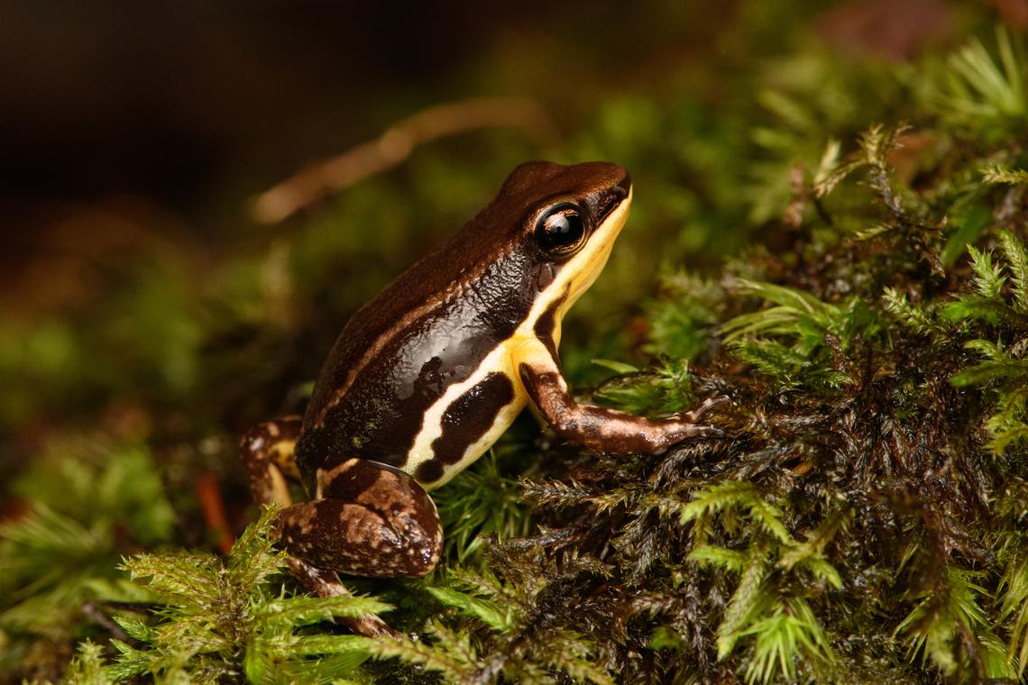 Marbled poison frog - on moss, Timbiquí, Colombia Found in the ProAves reserve in Timbiqu&iacute;. An unexpected observation as this species is not on our herping guide&#039;s extensive checklist.<br />
<figure class="photo"><a href="https://www.jungledragon.com/image/146768/marbled_poison_frog_timbiqu_colombia.html" title="Marbled poison frog, Timbiqu&iacute;, Colombia"><img src="https://s3.amazonaws.com/media.jungledragon.com/images/2/146768_thumb.jpg?AWSAccessKeyId=05GMT0V3GWVNE7GGM1R2&Expires=1767225610&Signature=yadChxztDibc2qvZv%2Bj7gNsAuvE%3D" width="200" height="134" alt="Marbled poison frog, Timbiqu&iacute;, Colombia Found in the ProAves reserve in Timbiqu&iacute;. An unexpected observation as this species is not on our herping guide&#039;s extensive checklist.<br />
https://www.jungledragon.com/image/146769/marbled_poison_frog_-_on_moss_timbiqu_colombia.html<br />
https://www.jungledragon.com/image/146770/marbled_poison_frog_-_head_timbiqu_colombia.html Cauca,Colombia,Colombia 2022,Epipedobates boulengeri,Geotagged,Marbled poison frog,South America,Summer,Timbiqu&iacute;,World" /></a></figure><br />
<figure class="photo"><a href="https://www.jungledragon.com/image/146770/marbled_poison_frog_-_head_timbiqu_colombia.html" title="Marbled poison frog - head, Timbiqu&iacute;, Colombia"><img src="https://s3.amazonaws.com/media.jungledragon.com/images/2/146770_thumb.jpg?AWSAccessKeyId=05GMT0V3GWVNE7GGM1R2&Expires=1767225610&Signature=DD09EvoKEZmL3OuGXW2QRbhA%2F8I%3D" width="200" height="134" alt="Marbled poison frog - head, Timbiqu&iacute;, Colombia Found in the ProAves reserve in Timbiqu&iacute;. An unexpected observation as this species is not on our herping guide&#039;s extensive checklist.<br />
https://www.jungledragon.com/image/146768/marbled_poison_frog_timbiqu_colombia.html<br />
https://www.jungledragon.com/image/146769/marbled_poison_frog_-_on_moss_timbiqu_colombia.html Cauca,Colombia,Colombia 2022,Epipedobates boulengeri,Geotagged,Marbled poison frog,South America,Summer,Timbiqu&iacute;,World" /></a></figure> Cauca,Colombia,Colombia 2022,Epipedobates boulengeri,Geotagged,Marbled poison frog,South America,Summer,Timbiquí,World