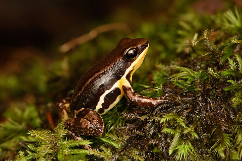 Marbled poison frog - on moss, Timbiquí, Colombia Found in the ProAves reserve in Timbiquí. An unexpected observation as this species is not on our herping guide's extensive checklist.
https://www.jungledragon.com/image/146768/marbled_poison_frog_timbiqu_colombia.html
https://www.jungledragon.com/image/146770/marbled_poison_frog_-_head_timbiqu_colombia.html Cauca,Colombia,Colombia 2022,Epipedobates boulengeri,Geotagged,Marbled poison frog,South America,Summer,Timbiquí,World