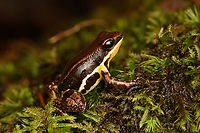Marbled poison frog - on moss, Timbiquí, Colombia Found in the ProAves reserve in Timbiquí. An unexpected observation as this species is not on our herping guide's extensive checklist.<br />
https://www.jungledragon.com/image/146768/marbled_poison_frog_timbiqu_colombia.html<br />
https://www.jungledragon.com/image/146770/marbled_poison_frog_-_head_timbiqu_colombia.html Cauca,Colombia,Colombia 2022,Epipedobates boulengeri,Geotagged,Marbled poison frog,South America,Summer,Timbiquí,World