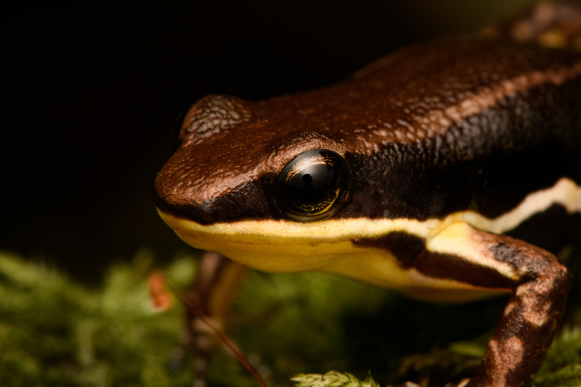 Marbled poison frog - head, Timbiquí, Colombia Found in the ProAves reserve in Timbiqu&iacute;. An unexpected observation as this species is not on our herping guide&#039;s extensive checklist.<br />
<figure class="photo"><a href="https://www.jungledragon.com/image/146768/marbled_poison_frog_timbiqu_colombia.html" title="Marbled poison frog, Timbiqu&iacute;, Colombia"><img src="https://s3.amazonaws.com/media.jungledragon.com/images/2/146768_thumb.jpg?AWSAccessKeyId=05GMT0V3GWVNE7GGM1R2&Expires=1759968010&Signature=cBtPtZmu%2BIyiQRyLA59ZrpxpGcI%3D" width="200" height="134" alt="Marbled poison frog, Timbiqu&iacute;, Colombia Found in the ProAves reserve in Timbiqu&iacute;. An unexpected observation as this species is not on our herping guide&#039;s extensive checklist.<br />
https://www.jungledragon.com/image/146769/marbled_poison_frog_-_on_moss_timbiqu_colombia.html<br />
https://www.jungledragon.com/image/146770/marbled_poison_frog_-_head_timbiqu_colombia.html Cauca,Colombia,Colombia 2022,Epipedobates boulengeri,Geotagged,Marbled poison frog,South America,Summer,Timbiqu&iacute;,World" /></a></figure><br />
<figure class="photo"><a href="https://www.jungledragon.com/image/146769/marbled_poison_frog_-_on_moss_timbiqu_colombia.html" title="Marbled poison frog - on moss, Timbiqu&iacute;, Colombia"><img src="https://s3.amazonaws.com/media.jungledragon.com/images/2/146769_thumb.jpg?AWSAccessKeyId=05GMT0V3GWVNE7GGM1R2&Expires=1759968010&Signature=8HCztsPvDVI6eaRCdB5LP0CRAME%3D" width="200" height="134" alt="Marbled poison frog - on moss, Timbiqu&iacute;, Colombia Found in the ProAves reserve in Timbiqu&iacute;. An unexpected observation as this species is not on our herping guide&#039;s extensive checklist.<br />
https://www.jungledragon.com/image/146768/marbled_poison_frog_timbiqu_colombia.html<br />
https://www.jungledragon.com/image/146770/marbled_poison_frog_-_head_timbiqu_colombia.html Cauca,Colombia,Colombia 2022,Epipedobates boulengeri,Geotagged,Marbled poison frog,South America,Summer,Timbiqu&iacute;,World" /></a></figure> Cauca,Colombia,Colombia 2022,Epipedobates boulengeri,Geotagged,Marbled poison frog,South America,Summer,Timbiquí,World