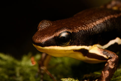Marbled poison frog - head, Timbiquí, Colombia Found in the ProAves reserve in Timbiquí. An unexpected observation as this species is not on our herping guide's extensive checklist.
https://www.jungledragon.com/image/146768/marbled_poison_frog_timbiqu_colombia.html
https://www.jungledragon.com/image/146769/marbled_poison_frog_-_on_moss_timbiqu_colombia.html Cauca,Colombia,Colombia 2022,Epipedobates boulengeri,Geotagged,Marbled poison frog,South America,Summer,Timbiquí,World