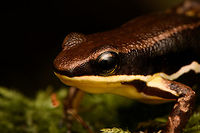 Marbled poison frog - head, Timbiquí, Colombia Found in the ProAves reserve in Timbiquí. An unexpected observation as this species is not on our herping guide's extensive checklist.<br />
https://www.jungledragon.com/image/146768/marbled_poison_frog_timbiqu_colombia.html<br />
https://www.jungledragon.com/image/146769/marbled_poison_frog_-_on_moss_timbiqu_colombia.html Cauca,Colombia,Colombia 2022,Epipedobates boulengeri,Geotagged,Marbled poison frog,South America,Summer,Timbiquí,World