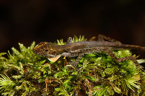 Lynch's Anole (Anolis lynchi), Timbiqu&iacute;, Colombia  Anolis lynchi,Cauca,Colombia,Colombia 2022,Geotagged,South America,Summer,Timbiqu&iacute;,World