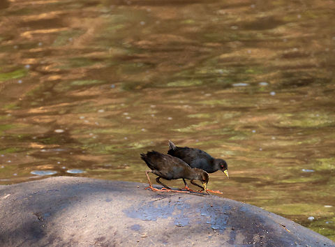 Amaurornis flavirostra cleaning Hippo, North Serengeti  Africa,Amaurornis flavirostra,Black Crake,Serengeti National Park,Serengeti North,Serengeti area,Tanzania