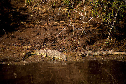 Large Nile Crocodiles a small stream in North Serengeti Crocodiles in the Serengeti can become quite big and old, as they have few natural enemies, if at all. Africa,Crocodylus niloticus,Nile crocodile,Serengeti National Park,Serengeti North,Serengeti area,Tanzania