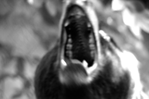 Brown Bear Agression (BW) A Brown Bear roars to the sky in an act of brutal dominance. Had to get creative with this photo as it was out of focus ;) Bear,Brown Bear,Brown bear,Rhenen Zoo,Ursidae,Ursus arctos,black and white