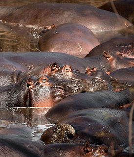 Lazy Hippo twins, North Serengeti Africa's deadliest animal, to humans that is. Africa,Hippopotamus,Hippopotamus amphibius,Serengeti National Park,Serengeti North,Serengeti area,Tanzania