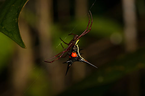 Amazon Thorn Spider, Timbiquí, Colombia  Cauca,Colombia,Colombia 2022,Geotagged,Micrathena schreibersi,South America,Summer,Timbiquí,World