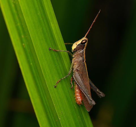 Maculiparia rotundata