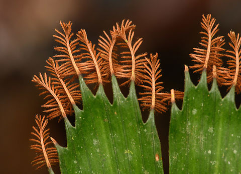 Schizaea elegans, Timbiquí, Colombia  Cauca,Colombia,Colombia 2022,Geotagged,Schizaea elegans,South America,Summer,Timbiquí,World