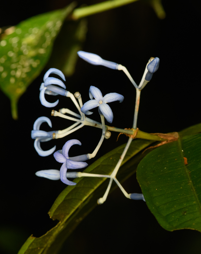 Faramea multiflora, Timbiqu&iacute;, Colombia  Cauca,Colombia,Colombia 2022,Faramea multiflora,Geotagged,South America,Summer,Timbiqu&iacute;,World