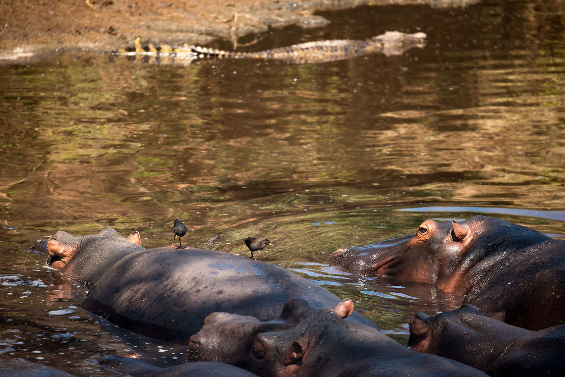 Hippos having a siesta, North Serengeti Note the large Nile Crocodile slicing the water as it enters it.  Africa,Hippopotamus,Hippopotamus amphibius,Serengeti National Park,Serengeti North,Serengeti area,Tanzania