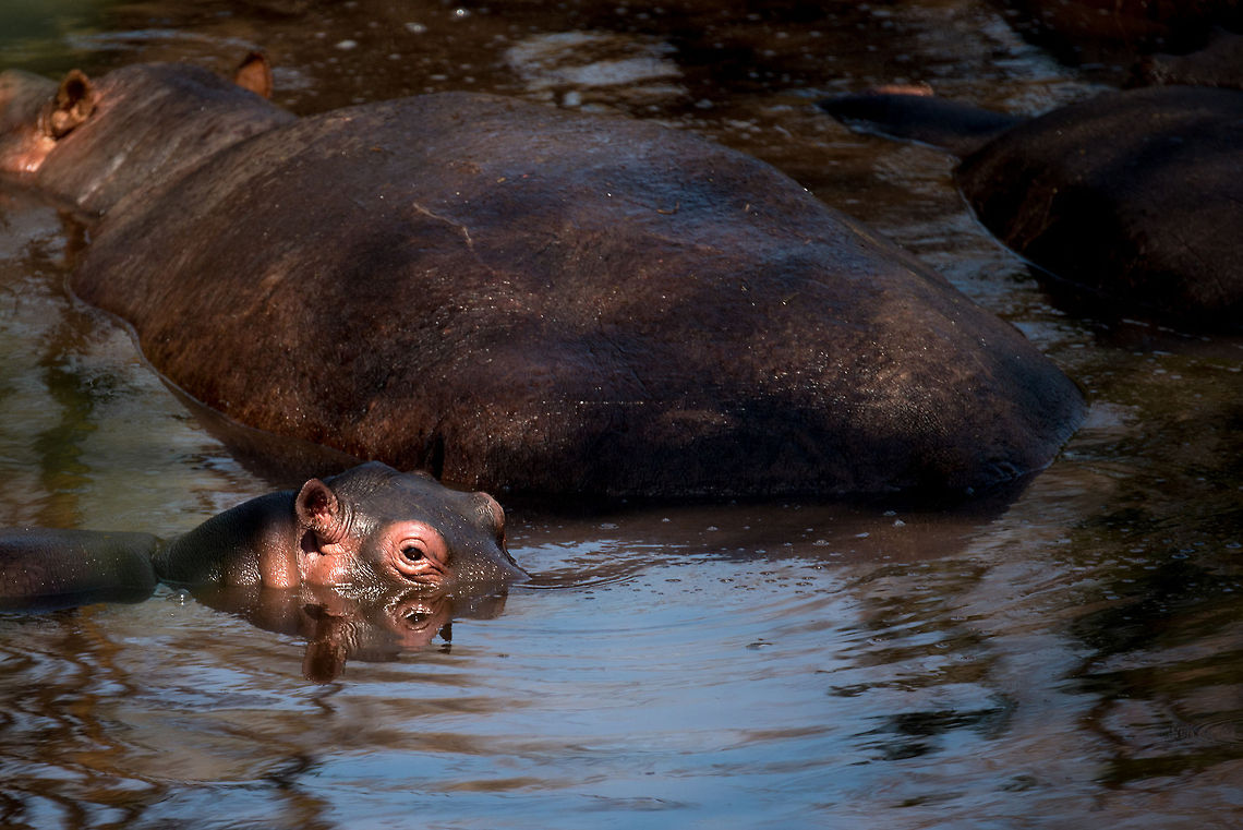 Hippo baby submarine, North Serengeti  Africa,Hippopotamus,Hippopotamus amphibius,Serengeti National Park,Serengeti North,Serengeti area,Tanzania