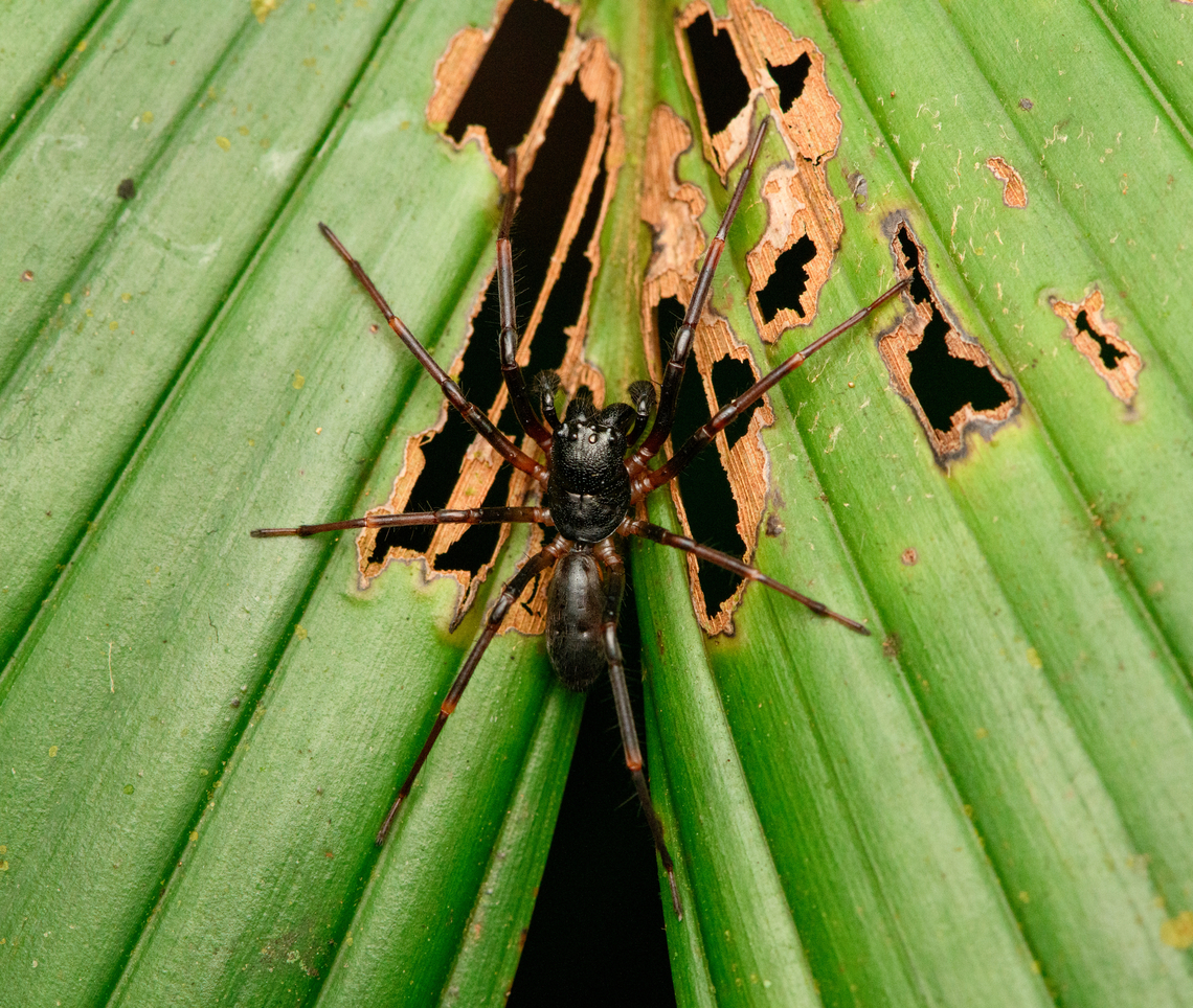 Ant-mimic sac spider, Timbiquí, Colombia Family Corinnidae, possibly Corinna sp. Cauca,Colombia,Colombia 2022,Geotagged,South America,Summer,Timbiquí,World