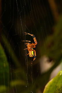 Eriophora ravilla, Timbiquí, Colombia A very variable spider. Reference:
https://www.inaturalist.org/observations/7758568
https://www.jungledragon.com/image/146832/eriophora_ravilla_-_backside_timbiqu_colombia.html Cauca,Colombia,Colombia 2022,Eriophora ravilla,Geotagged,South America,Summer,Timbiquí,Tropical Orbweaver,World