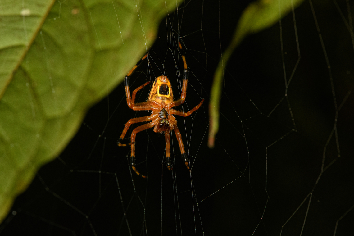 Eriophora ravilla - backside, Timbiquí, Colombia A very variable spider. Reference:<br />
<a href="https://www.inaturalist.org/observations/7758568" rel="nofollow">https://www.inaturalist.org/observations/7758568</a><br />
<figure class="photo"><a href="https://www.jungledragon.com/image/146831/eriophora_ravilla_timbiqu_colombia.html" title="Eriophora ravilla, Timbiquí, Colombia"><img src="https://s3.amazonaws.com/media.jungledragon.com/images/2/146831_thumb.jpg?AWSAccessKeyId=05GMT0V3GWVNE7GGM1R2&Expires=1759968010&Signature=vVTbV3Ki3NcXkzjAks9QjhKtorw%3D" width="102" height="152" alt="Eriophora ravilla, Timbiquí, Colombia A very variable spider. Reference:<br />
https://www.inaturalist.org/observations/7758568<br />
https://www.jungledragon.com/image/146832/eriophora_ravilla_-_backside_timbiqu_colombia.html Cauca,Colombia,Colombia 2022,Eriophora ravilla,Geotagged,South America,Summer,Timbiquí,Tropical Orbweaver,World" /></a></figure> Cauca,Colombia,Colombia 2022,Eriophora ravilla,Geotagged,South America,Summer,Timbiquí,World