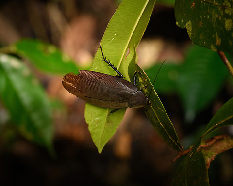 Nyctibora sp., Timbiqu&iacute;, Colombia  Cauca,Colombia,Colombia 2022,Geotagged,South America,Summer,Timbiqu&iacute;,World