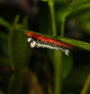 Shag Carpet Caterpillar Moth, Timbiqu&iacute;, Colombia  Cauca,Colombia,Colombia 2022,Geotagged,Prothysana felderi,Shag Carpet Caterpillar Moth,South America,Summer,Timbiqu&iacute;,World