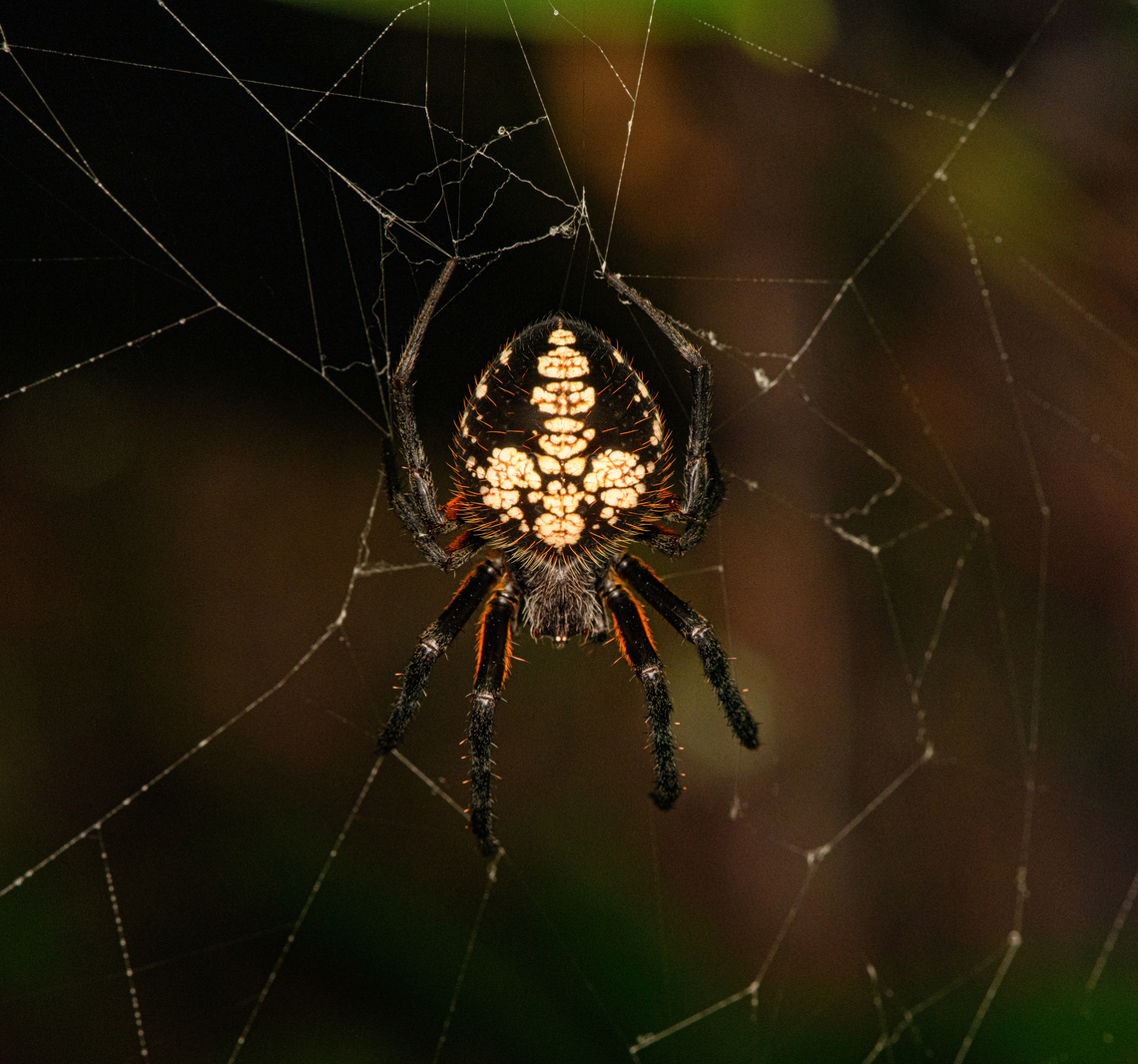 Tropical Orbweaver, Timbiquí, Colombia  Cauca,Colombia,Colombia 2022,Eriophora ravilla,Geotagged,South America,Summer,Timbiquí,Tropical Orbweaver,World