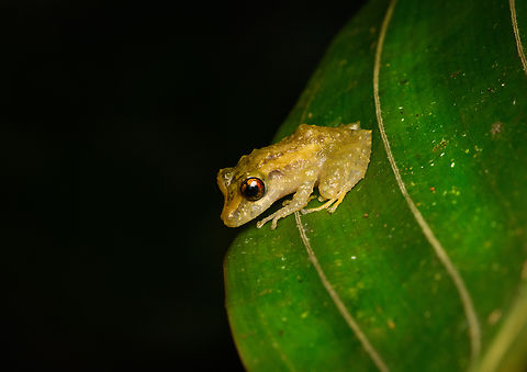 Snouted Tree Frog, Timbiqu&iacute;, Colombia Scinax sp. Cauca,Colombia,Colombia 2022,Geotagged,South America,Summer,Timbiqu&iacute;,World