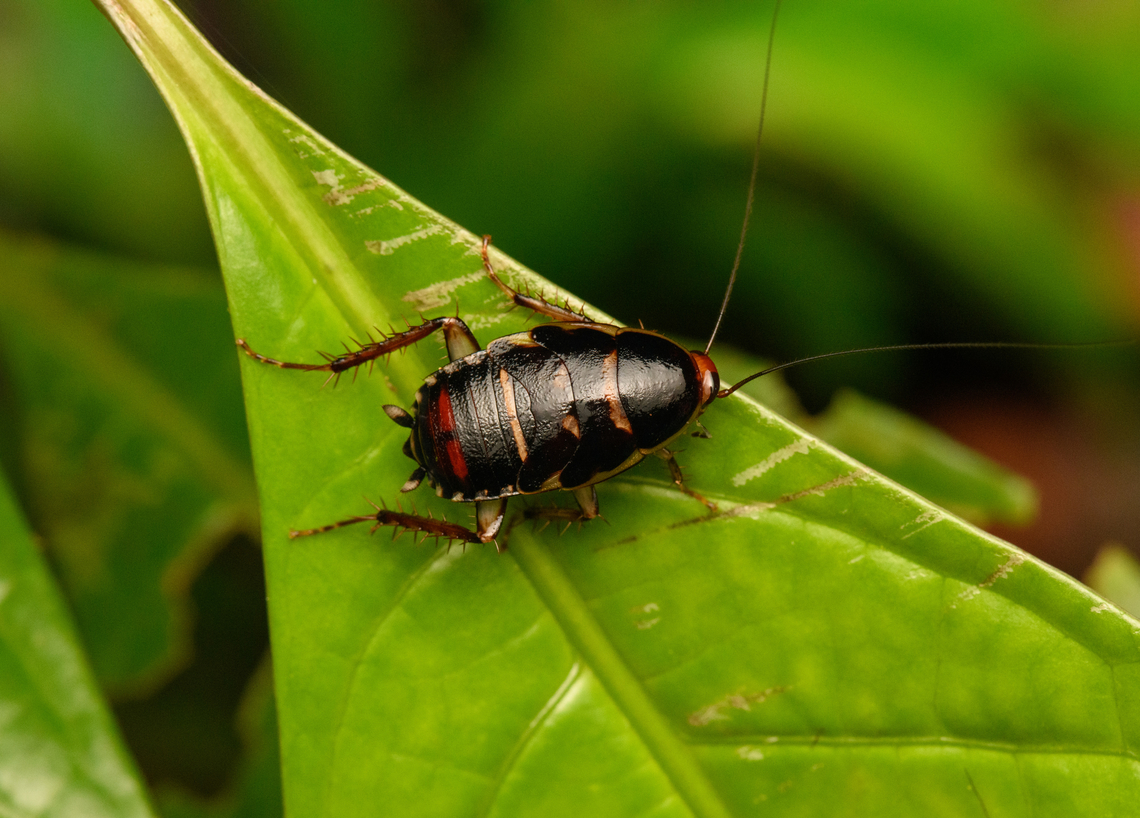 Cockroach, Timbiqu&iacute;, Colombia  Cauca,Colombia,Colombia 2022,Geotagged,South America,Summer,Timbiqu&iacute;,World