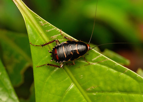 Cockroach, Timbiqu&iacute;, Colombia  Cauca,Colombia,Colombia 2022,Geotagged,South America,Summer,Timbiqu&iacute;,World