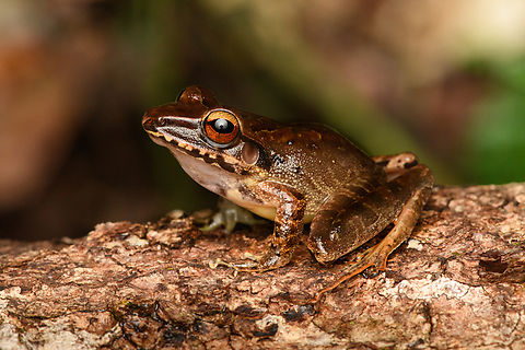 Northern Cordilleras Robber Frog