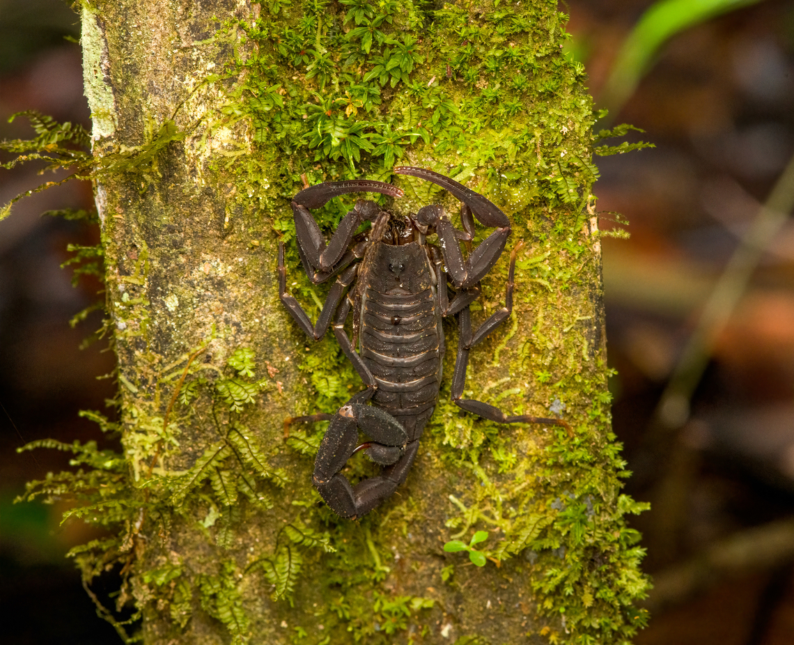 Tityus pachyurus, Timbiqu&iacute;, Colombia Tentative species, it seems the only broad-bodied scorpion commonly found in this region. If correct, it's notorious for its toxicity. Cauca,Colombia,Colombia 2022,Geotagged,South America,Summer,Timbiqu&iacute;,Tityus T. pachyurus,Tityus pachyurus,World